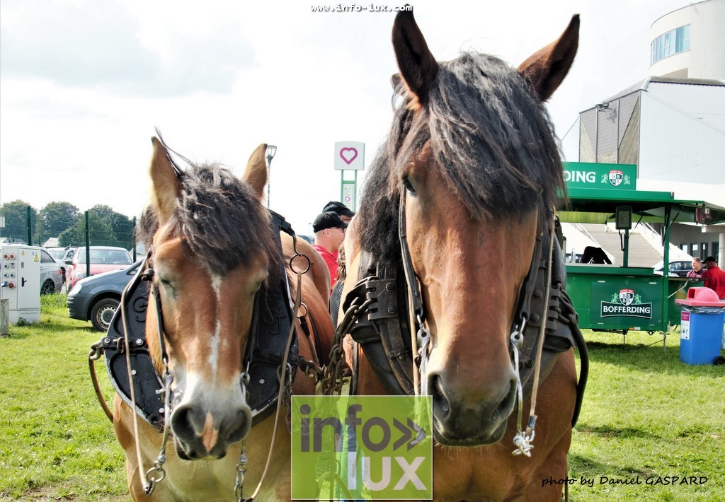 images/2017cheval1/infolux00017