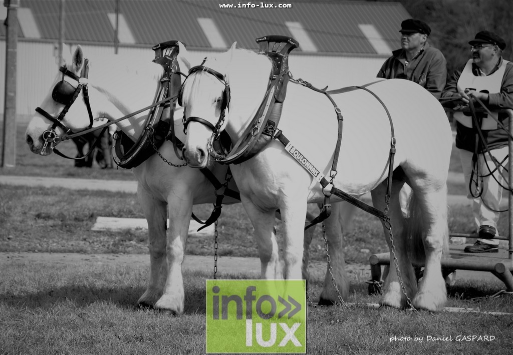 images/2017cheval1/infolux00019
