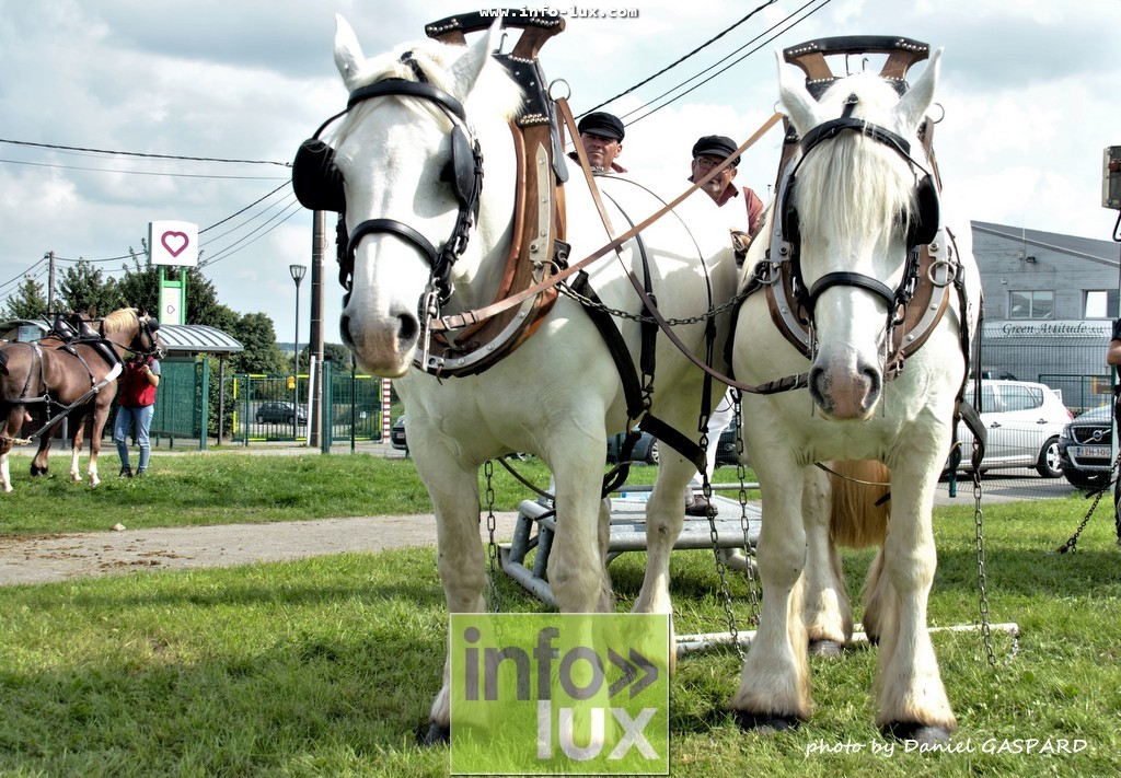 images/2017cheval1/infolux00020
