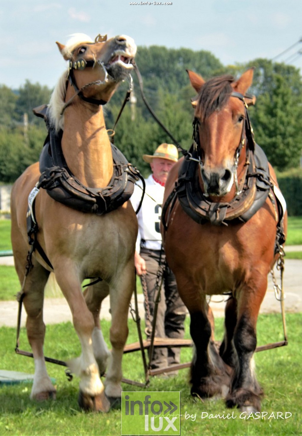 images/2017cheval1/infolux00021