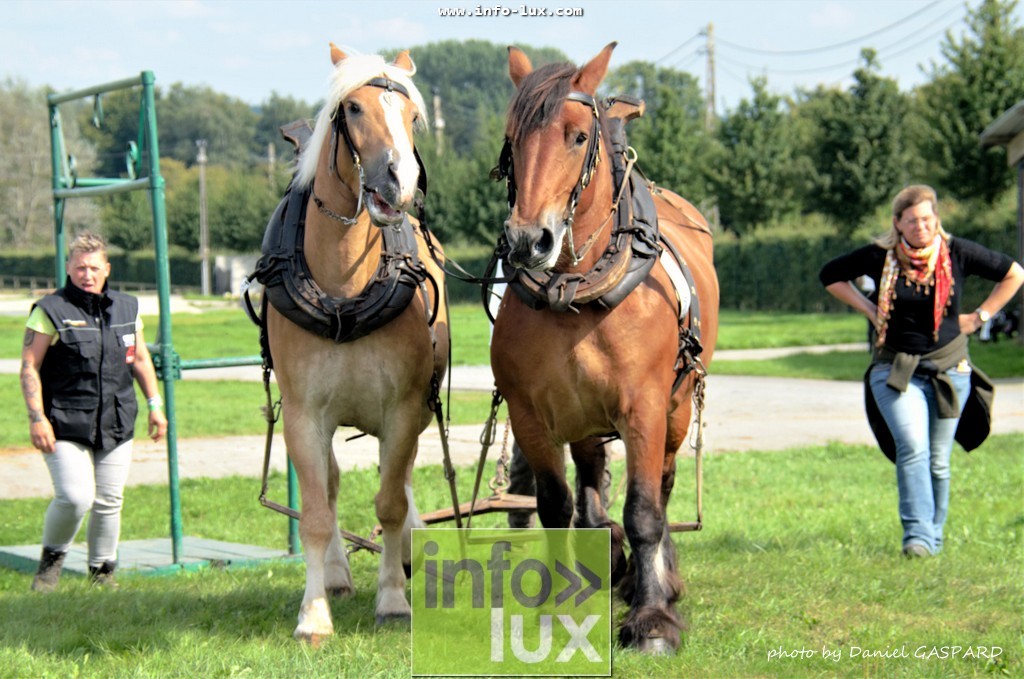 images/2017cheval1/infolux00022