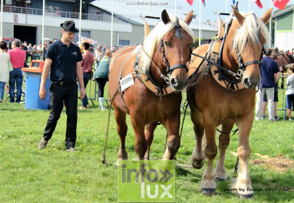 images/2017cheval1/infolux00023