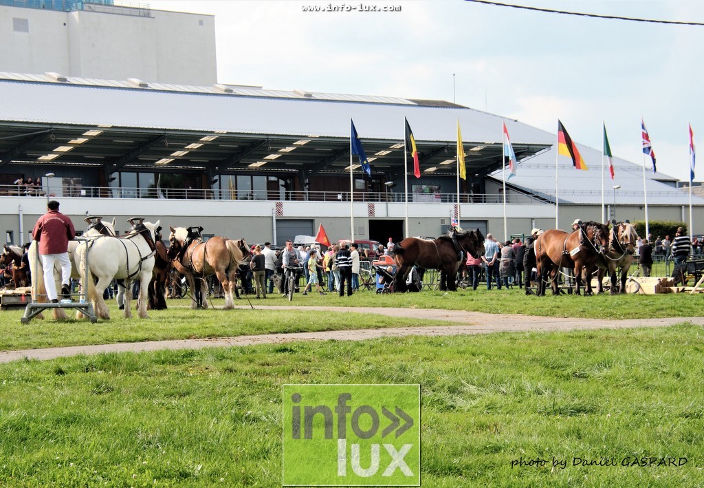 images/2017cheval1/infolux00024