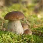 Balades champignons à Chiny