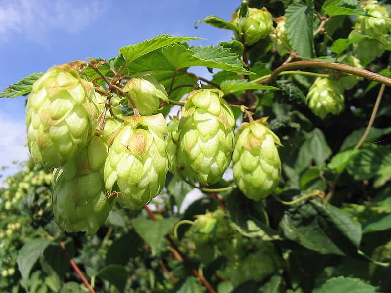 Atelier microbrasserie d'Anlier – atelier de brassage en province de Luxembourg
