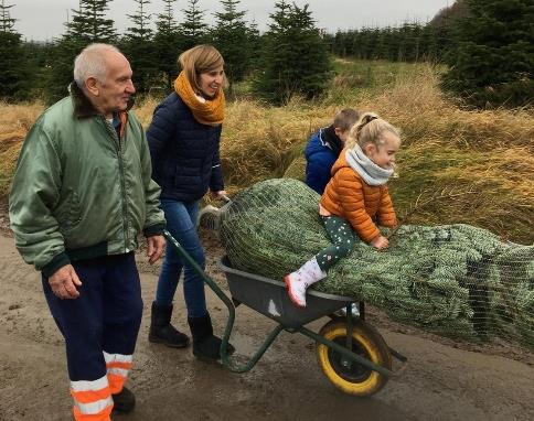 producteurs locaux de sapins de Noël bio