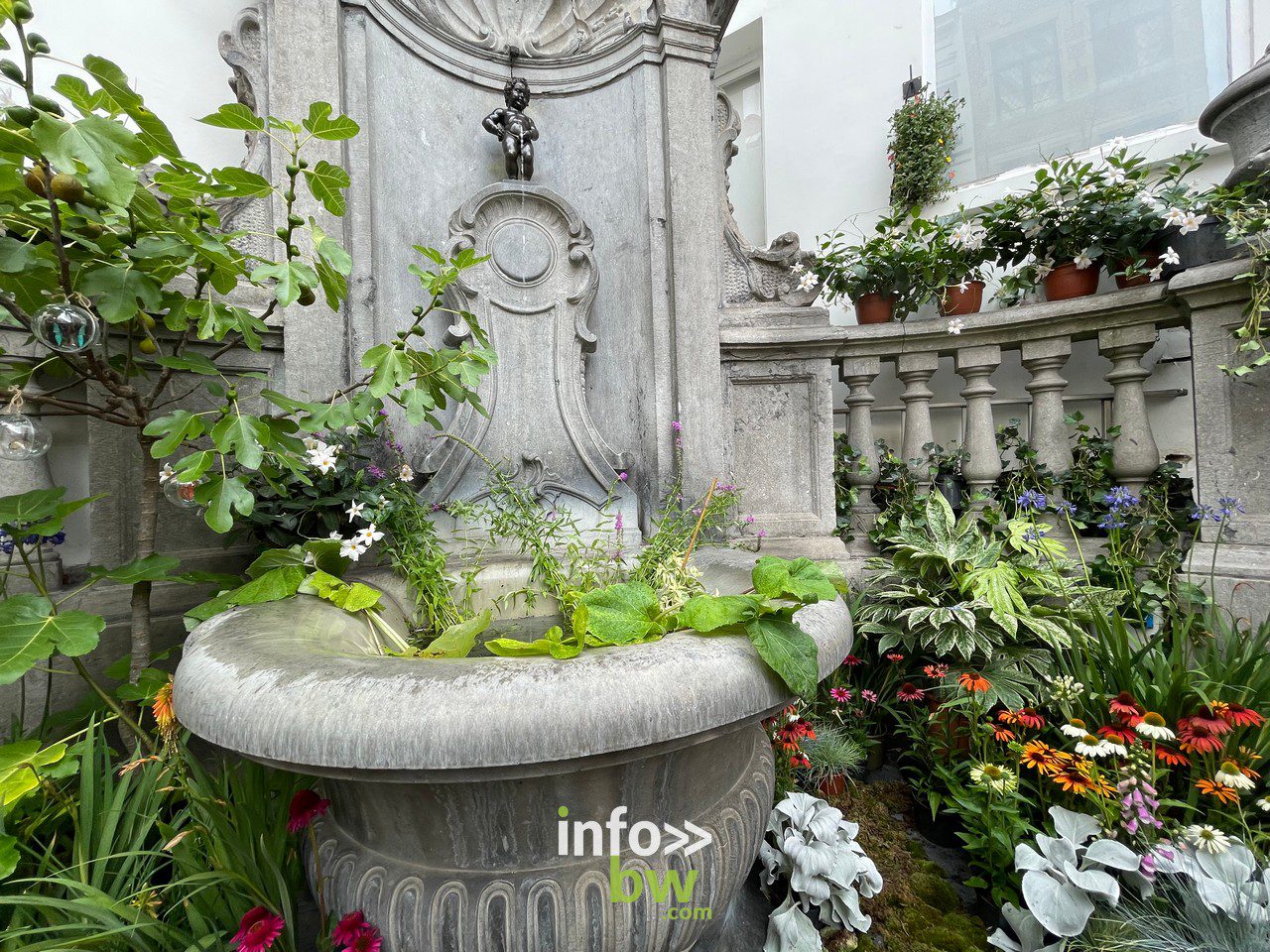 Bruxelles en fleurs > Photos