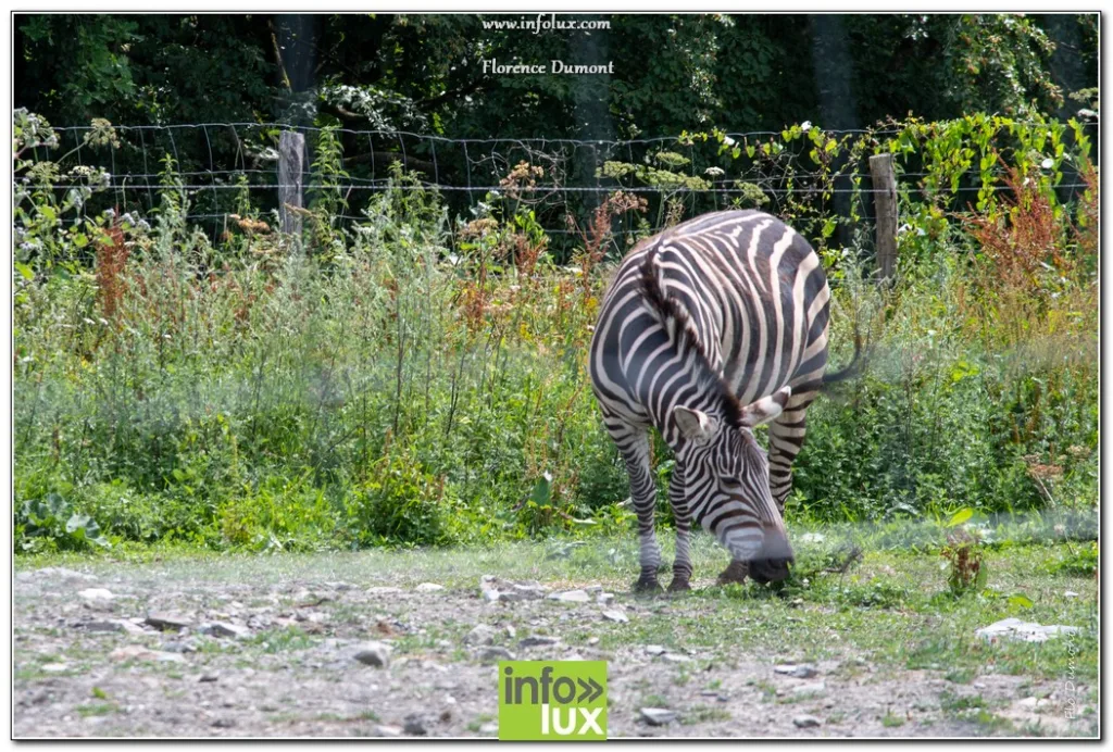 Vaux-Sur-Sûre > Zoopark > Photos