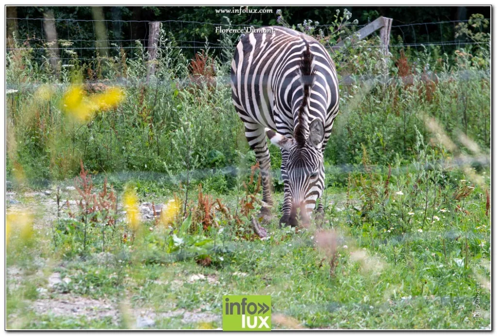 Vaux-Sur-Sûre > Zoopark > Photos