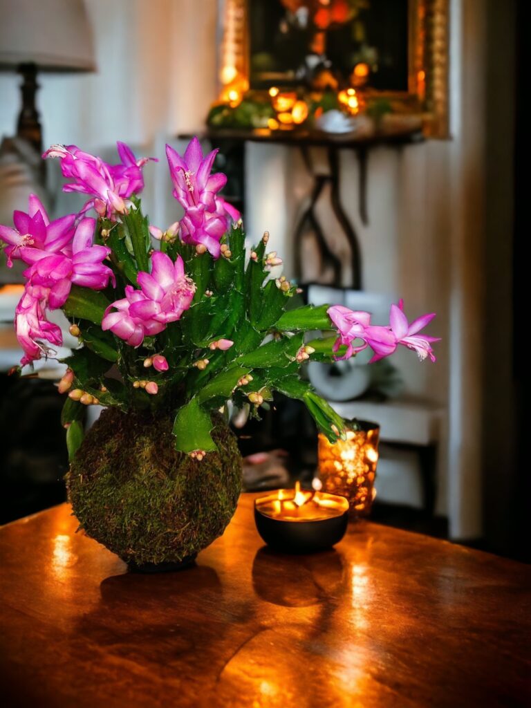 Arlon > Art Végétal > Kokedama