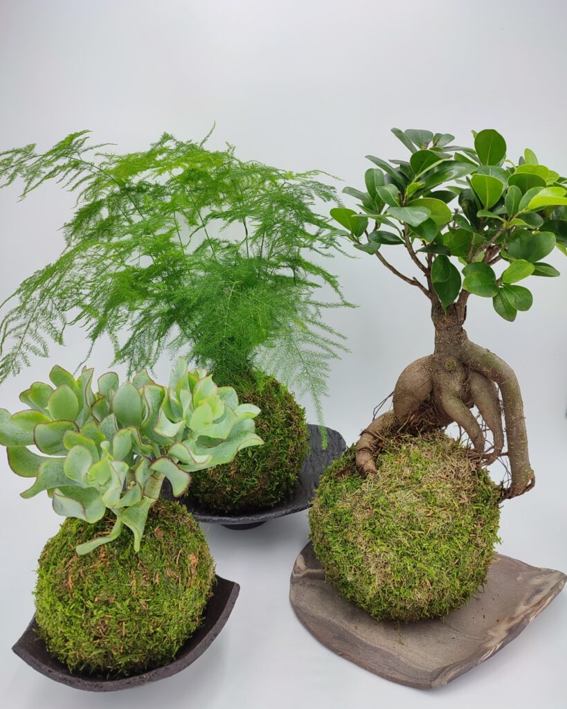 Arlon > Art Végétal > Kokedama