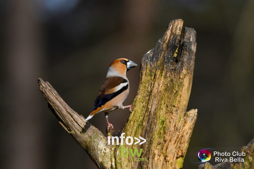 Braine-l’Alleud > Expo photos > Photo-Club Riva-Bella