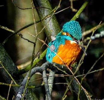 Braine-l’Alleud — Paradis — Faune — photo Lee Line Ty