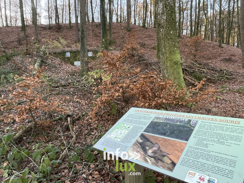 Attert > Gîtes > Chauves-souris