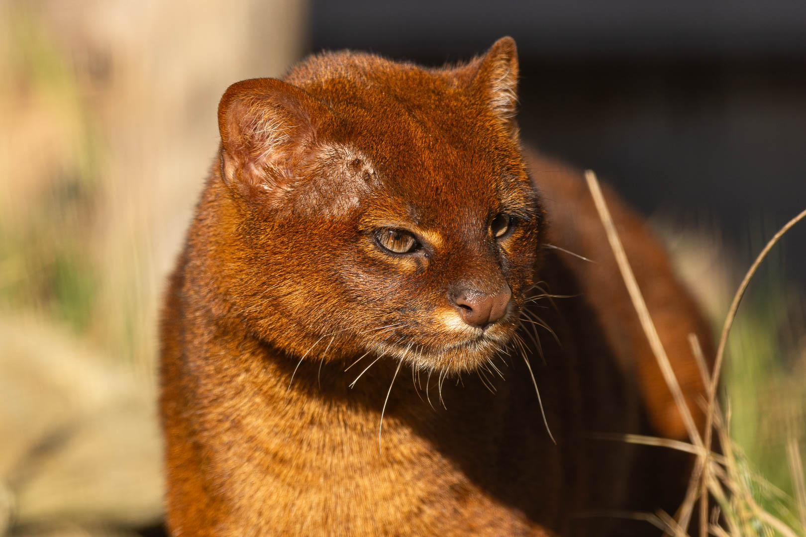 ZooParc Vaux-sur-Sûre saison 2026