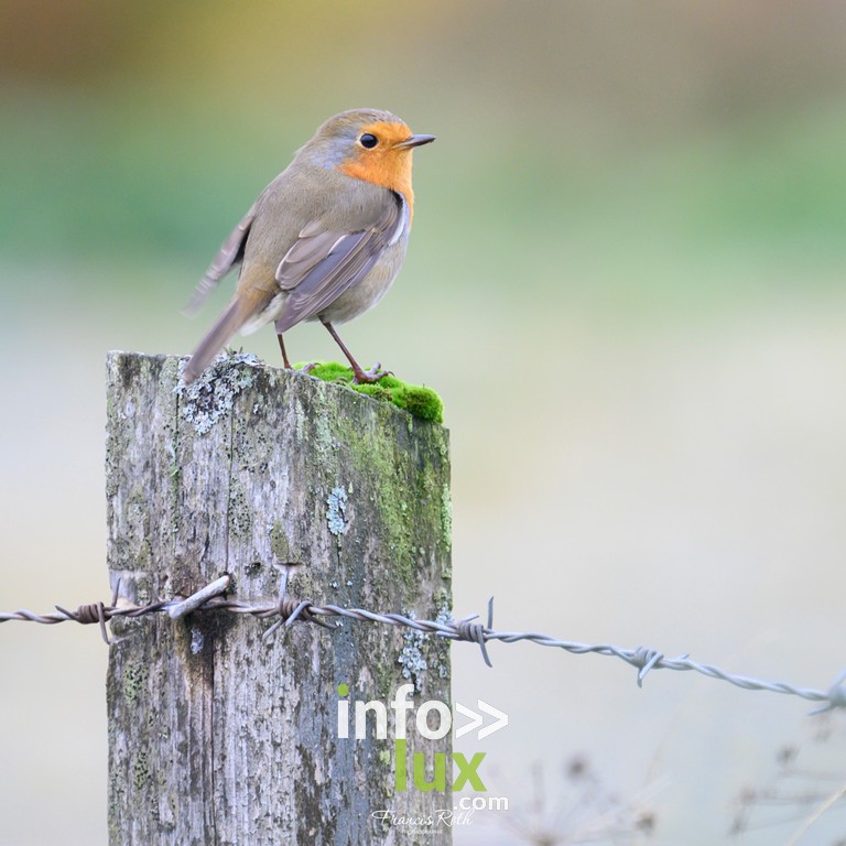 Nivelles > Francis Roth > Photographe