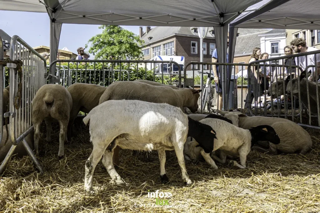 Nivelles > Foire agricole > Photos