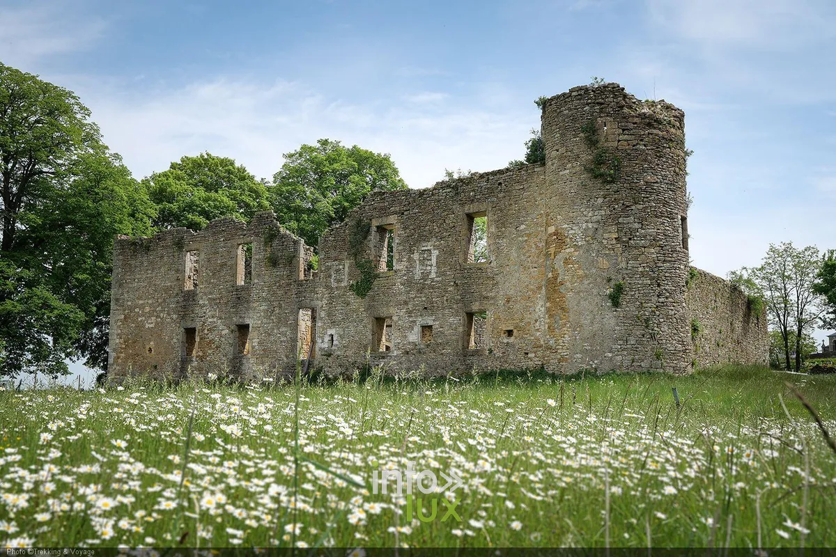 Ruines du château de Montquintin dans un champ de marguerites, en Gaume