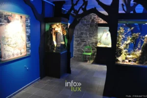 Visite guidée Piconrue - Musée de la Grande Ardenne à Bastogne, province de Luxembourg